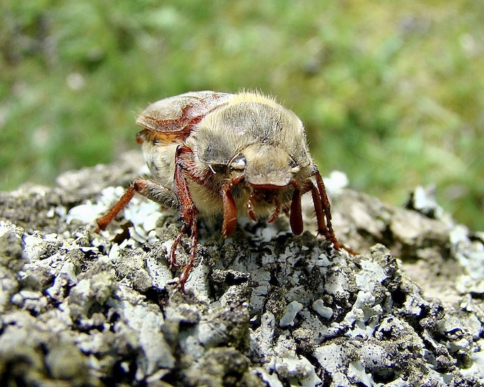 cockchafer
